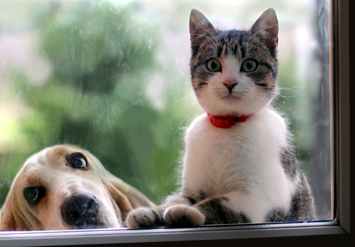 Cat and dog looking through the window.